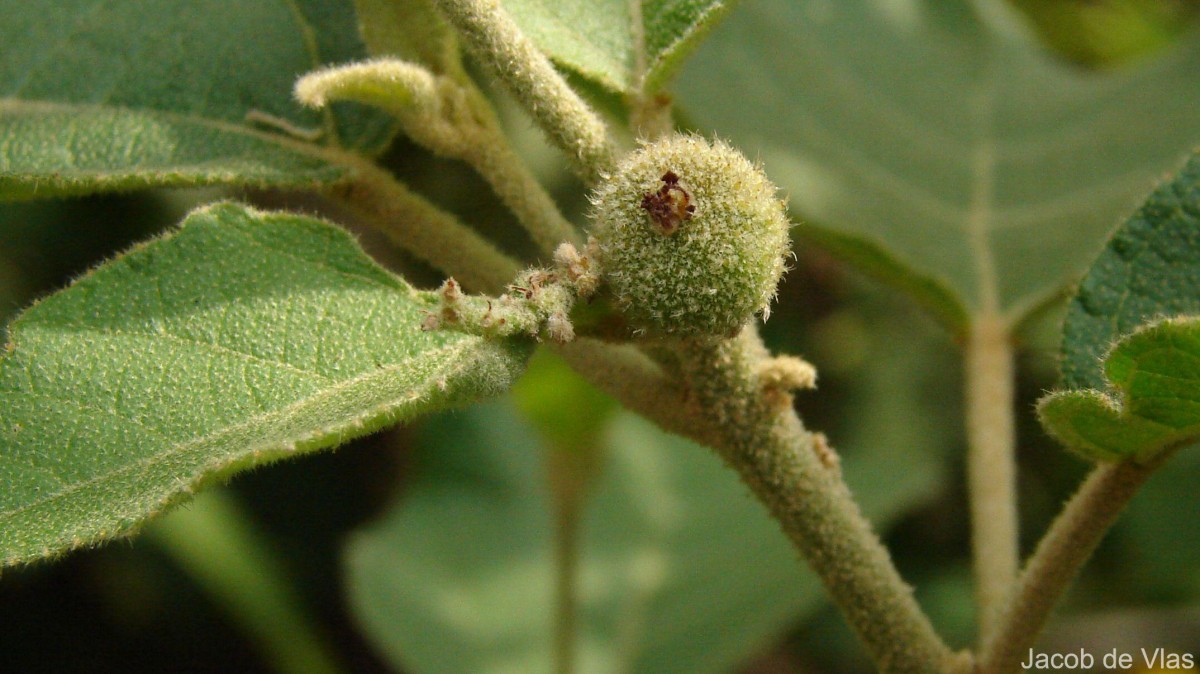 Croton aromaticus L.